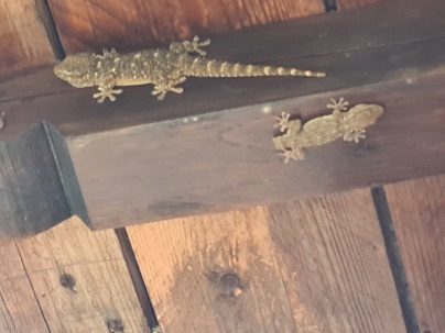 Geckos at Villa Nova
