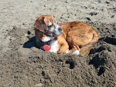 Castagneto Carducci: A day at the Dogs Beach
