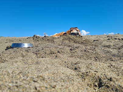 Castagneto Carducci: A day at the Dogs Beach, phew I'm hot (hot dog)